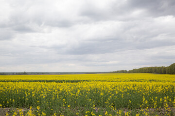 yellow canola flower field and cloudy sky in chernihiv oblast