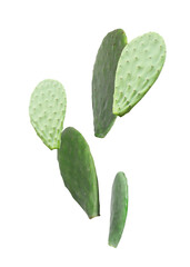 Opuntia cactus pads falling on white background