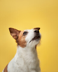 Attentive dog, golden glow. In a studio, a Jack Russell Terrier looks up, its gaze alight with...