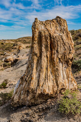 Petrified stumps