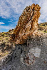 Petrified forest
