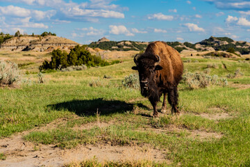 Bison grazing 