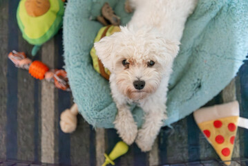 Inquisitive Maltipoo Puppy Gazing Up from a Teal Bed in a Playful Overhead Shot