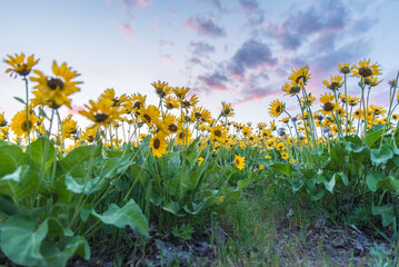 Yellow Wildflowers And Sunset Sky