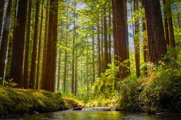 Obraz premium Stream flowing through a beautiful Sunlit Redwood Forest