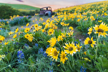 Wildflowers And Rusted Cars - obrazy, fototapety, plakaty