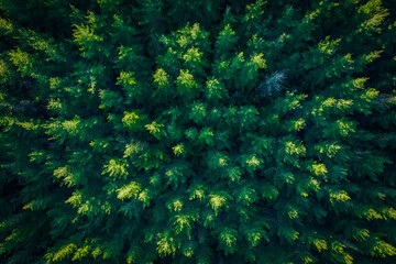 Aerial: Lone Dead Tree amidst lush pine Forest plantation