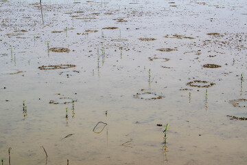 The rice fields are muddy and watery to help planting rice again later