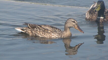 ducks on the water