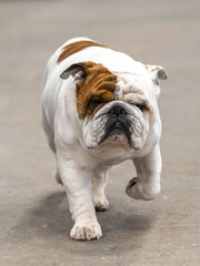 Obraz premium Big white male bulldog walking towards the camera