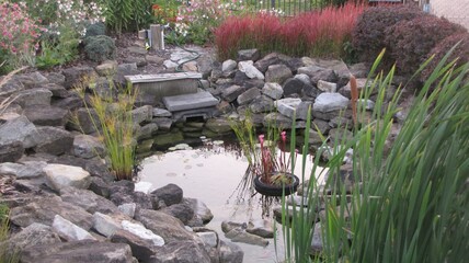 pond in the garden
