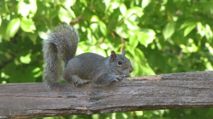 grey squirrrel on a wooden beam in mammoth cave national park