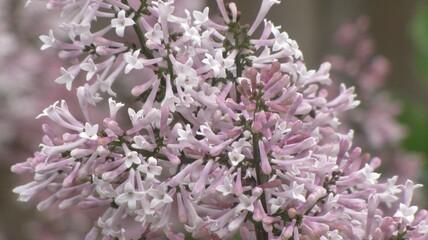 close up of lilac flowers