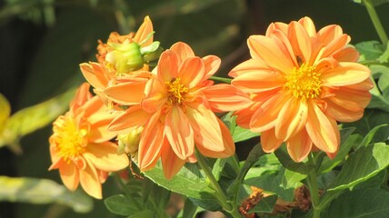 orange flower
