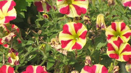 red and yellow striped petunias