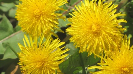yellow dandelions in the grass