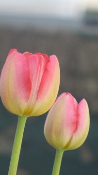 pink tulip flowers close up image