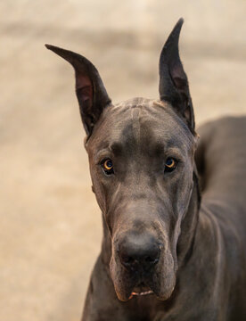 Dark grey Great Dane head shot