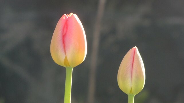 unopened pink tulip flower buds close up image