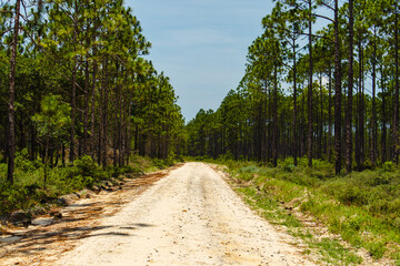Path in the woods