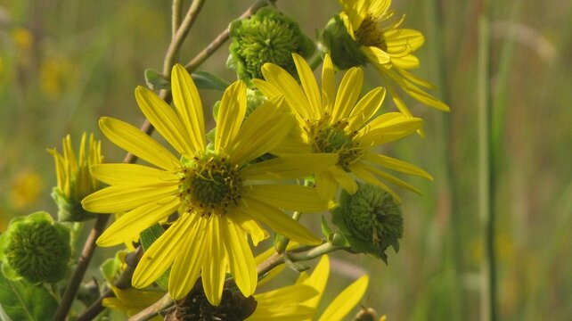 rosinweed wildflower at potato creek state park