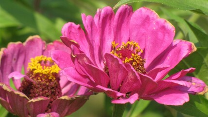 pink common zinnia flower