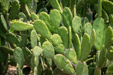 Opuntia cactus growing in the garden. Opuntia cactus can use as a natural agricultural fence and to...