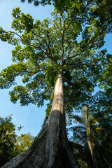 Arvore de Suma&uacute;ma na floresta Amaz&ocirc;nica. 