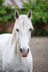 Close-up portrait of a grey horse in a paddock near a stable. A grey mare with a pink spot on her nose is looking at the camera