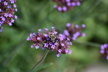 close up of lavender flowers and bee