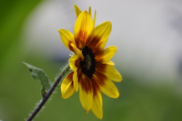 bee on a yellow flower