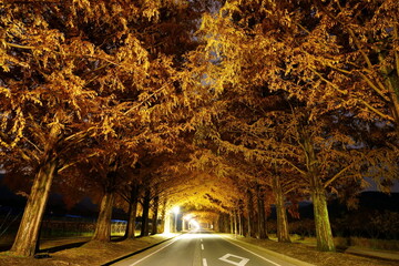 黄金のトンネル：メタセコイア並木の紅葉 Autumn leaves of Metasequoia trees,shiga,japan（滋賀県高島市　マキノ町） - obrazy, fototapety, plakaty