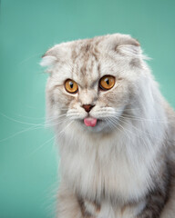 A Scottish Fold cat with a playful expression sits against a mint background, its tongue out in a cheeky pose