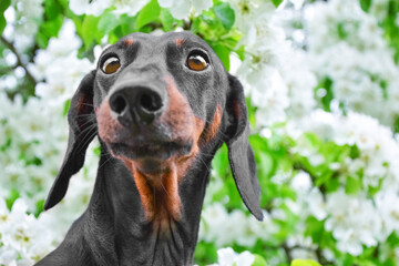 Portrait of dachshund dog against background of blooming white tree, carefully thoughtfully looking...