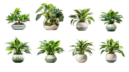 Collection of PNG. Houseplant in ceramic pot isolated on a transparent background.