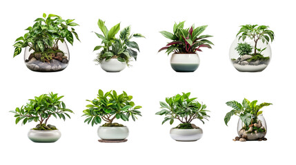Collection of PNG. Houseplant in ceramic pot isolated on a transparent background. - obrazy, fototapety, plakaty