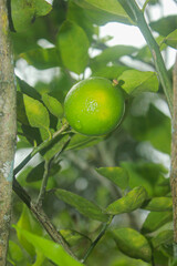 Limon