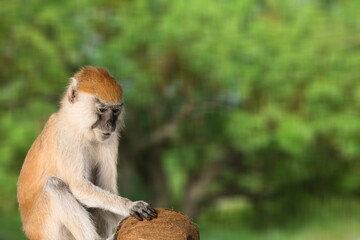 Portrait of a young wild monkey in nature background.