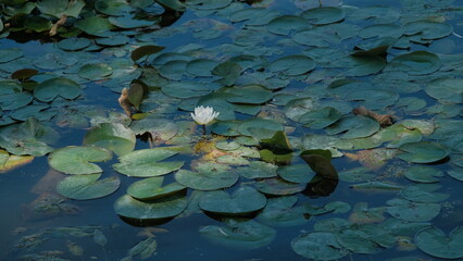 water lily in the pond