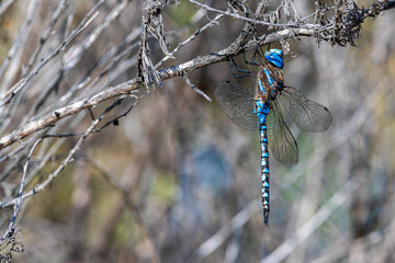 A Blue Dragon Fly resting on a branch