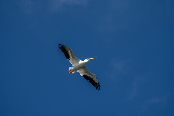 An American White  Pelican takes flight over a marsh