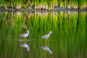 An Egret staking prey in a beautiful marsh