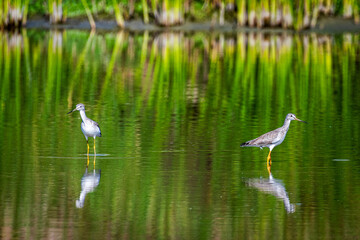 An Egret staking prey in a beautiful marsh