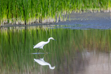 An Egret staking prey in a beautiful marsh