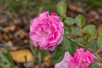 Pink Rose in a Garden