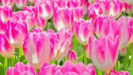 Beautiful and lovely pink tulips and green leaves in the field during summer time