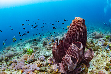 Coral, japonica, underwater