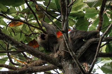 Sloth chilling in tree top