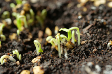 Seed sprout in brown soil bent to protect leaf
