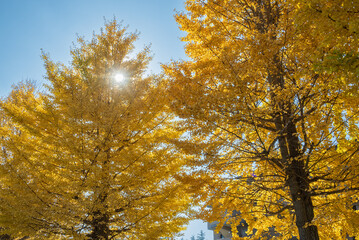 青空を背景にしたイチョウの黄葉